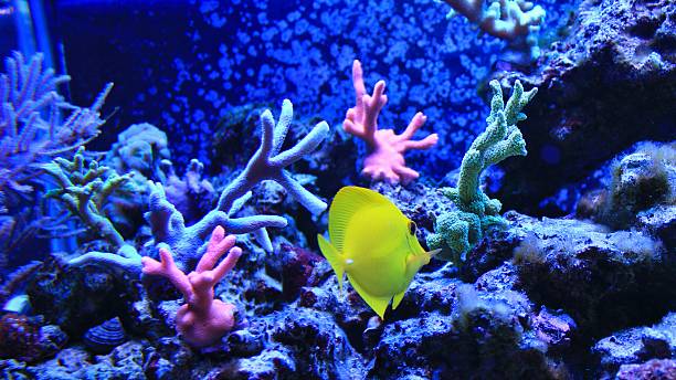 istock yellow tang in coral reef aquarium 514915992