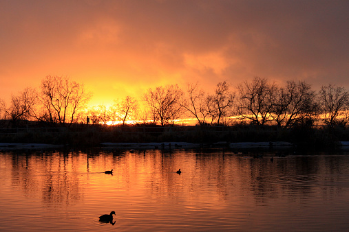 A sunset on a pond casting a silhouette of ducks and trees against a fiery, orange sky.