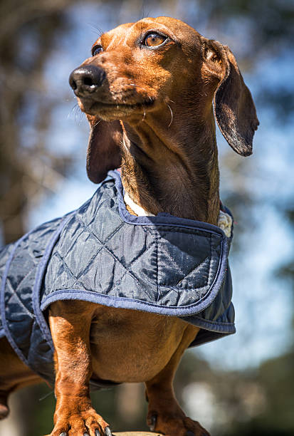 istock Dachshund in bright grass in sunlit 514917262