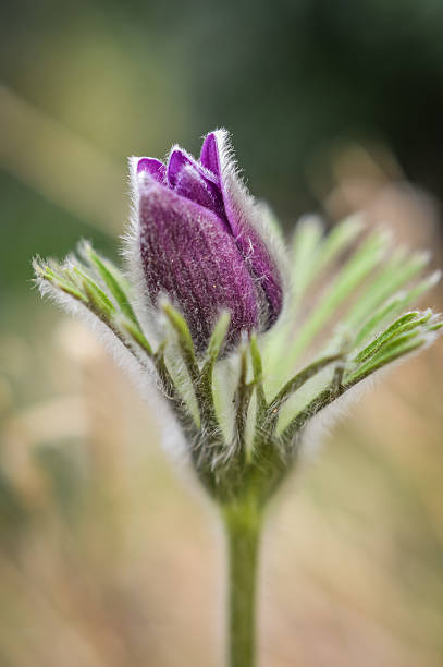 wunderschöne pulsatilla knospe - flower purple macro bud stock-fotos und bilder