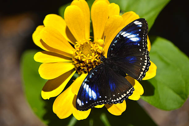 istock Blue Diadem Butterfly Latin name Hypolimnas salmacis 514918502
