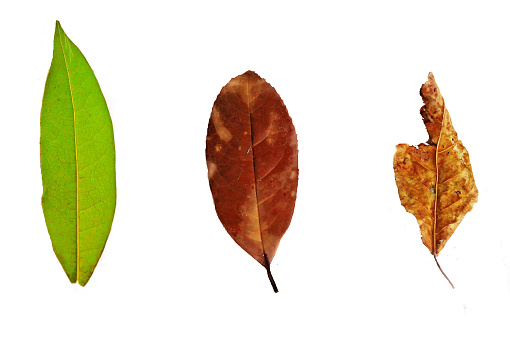 This image show the time of leaf (begin-end)