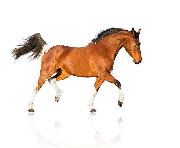 istock isolate of the piebald horse on the white background 514920744