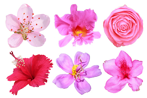 Set of isolated pink , red and purple flowers on white background.