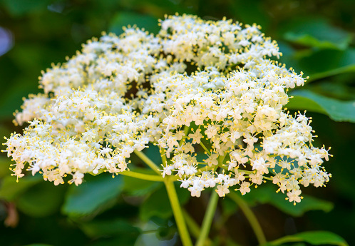 Closeup of Elder flower (Sambucus nigra) with short depth of field