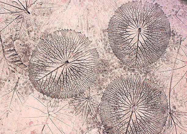 istock Concrete floors with designs of leaves. 514924490