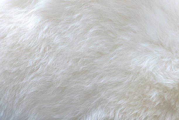 istock close up of white fur as background 514925246