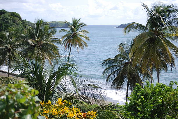 istock Sea view, landscape, Tobago island. 514926214
