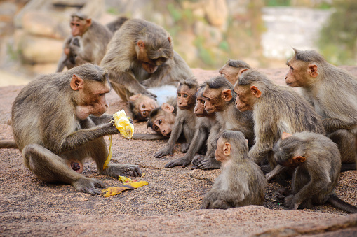Funny monkey family in ancient Hampi ruins, Karnataka, India