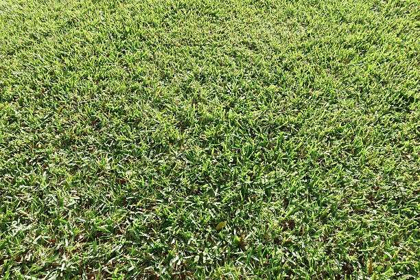 istock Green grass short and freshly mowed uniform background 514929124