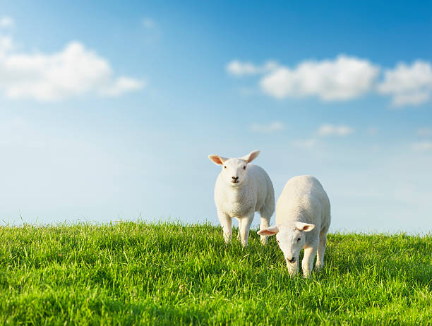 Springtime. Two sheeps on a green meadow with idyllic blue sky.