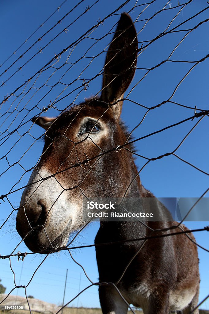 curiouse donkey at the fence Photograph of a donkey from a low angle with the blue sky in the background. Agriculture Stock Photo