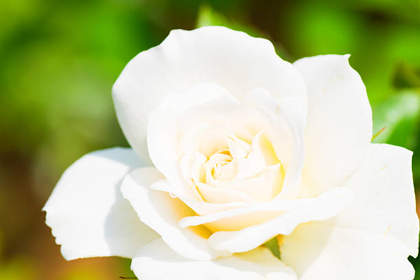 istock Close up of historical white Rose, Fabulous 514930887