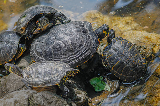 istock group of wild turtles together on sun 514930995