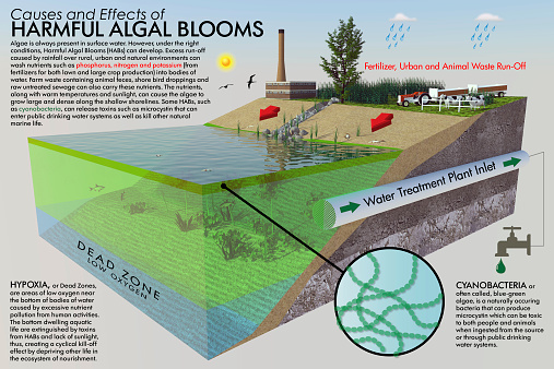 A large format ecological illustration with descriptive text. The infographic depicts the causes and effects of Harmful Algal Blooms (HABs) with a three dimensional cut-away of a typical shoreline and the elements involved in the process. The brief informative text includes color-coding that matches features within the illustration.