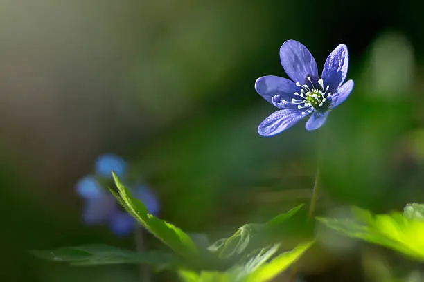 Blue springflower or Hepatica nobilis soaking for sunlight, Sweden