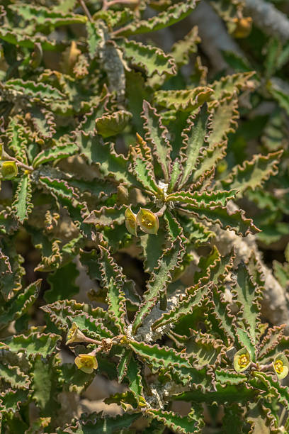 istock Euphorbia capsaintemariensis, Euphorbiaceae, Madagascar 514931583