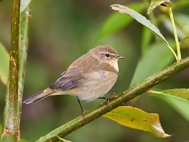 Common Chiffchaff resting on a branch in its habitat