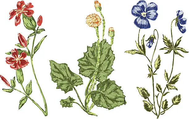 Vector illustration of three flowers