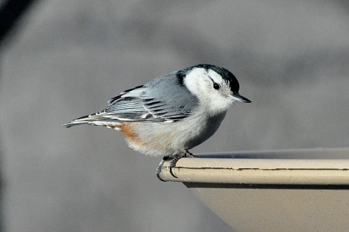 White breasted nuthatch in Kentucky in Winter