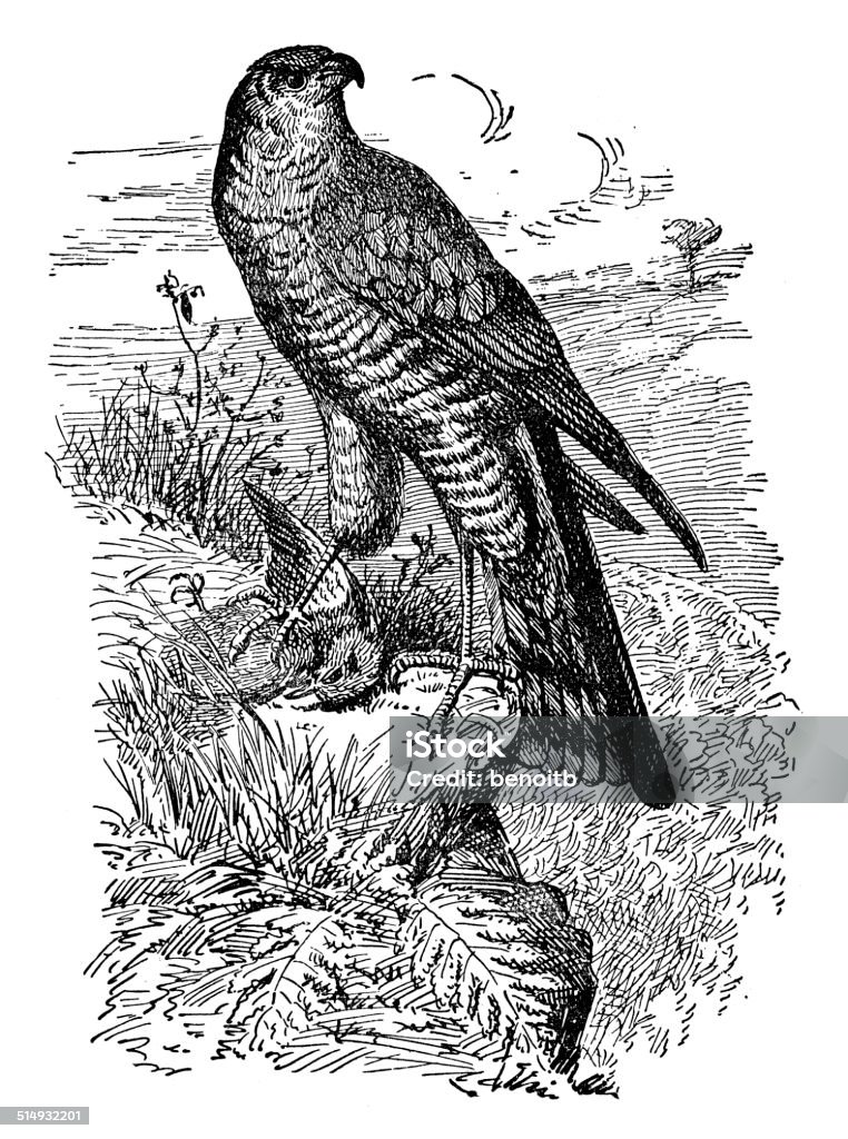 Sparrowhawk Falcon - Bird stock illustration