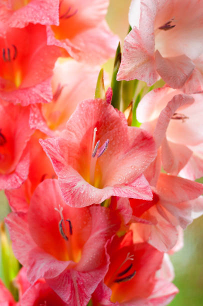 istock Bouquet of beautiful pink gladiolus 514932225