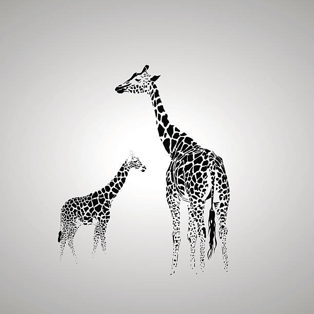 Giraffe with her baby Vector silhouette of  giraffe with her baby. giraffe stock illustrations