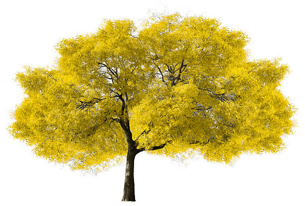 grand arbre sur fond blanc jaune - bark elm tree oak tree wood photos et images de collection