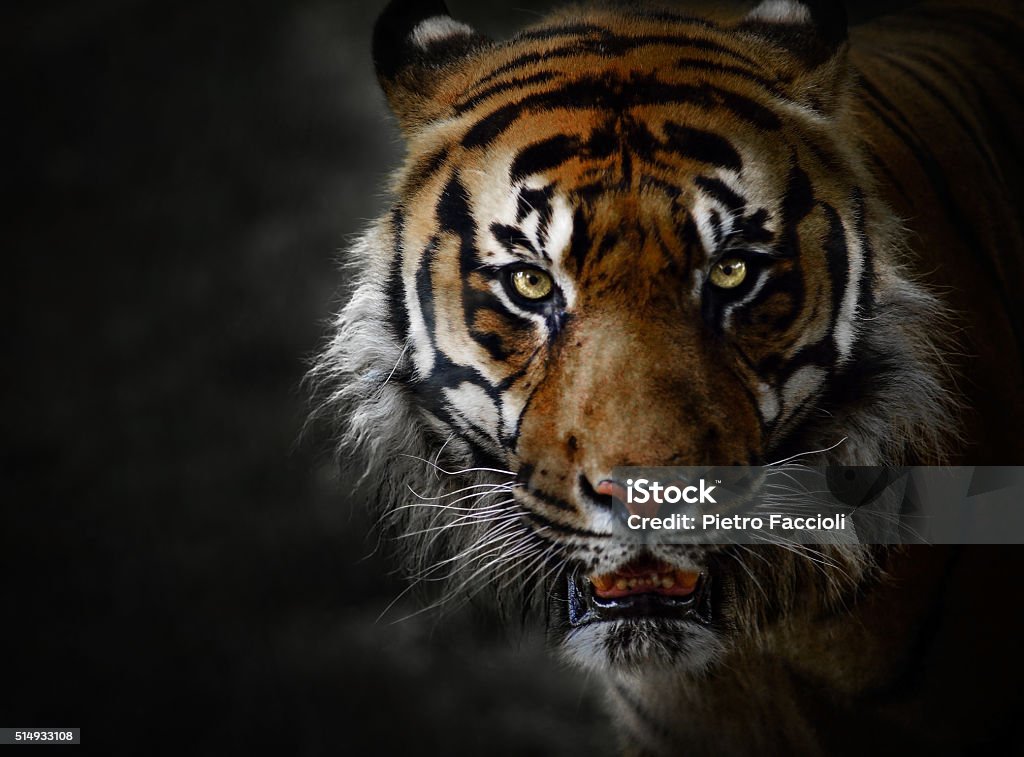 低-key の肖像タイガー飼育 - トラのロイヤリティフリーストックフォト