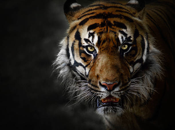 Low-key portrait of tiger in captivity Head close up tiger on black stock pictures, royalty-free photos & images