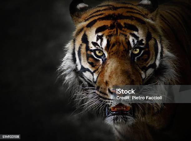 Lowkey Portrait Of Tiger In Captivity Stock Photo - Download Image Now - Tiger, Black Background, Animal