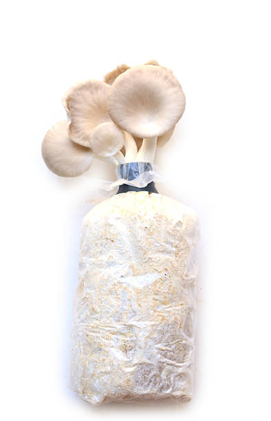 istock Oyster mushroom grow from cultivation. 514933157