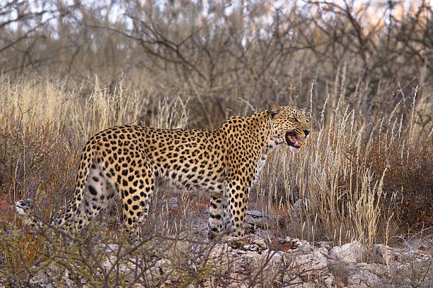 Leopard calling, on rocks A female Leopard stood on rocks, aginsya dry grassland setting in the Kalahari Desert, Kgalagadi Transfrontier Park, South Africa kgalagadi transfrontier park stock pictures, royalty-free photos & images