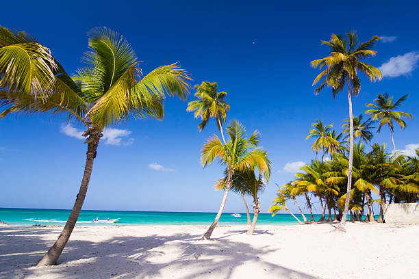 istock Caribbean wild beach with palm trees 514933752