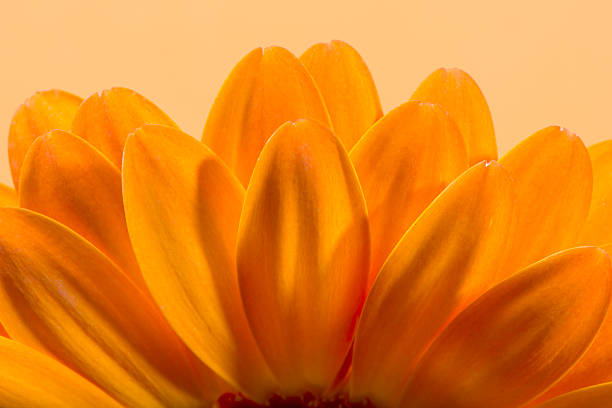 fleurs de fleur de gerbera. - flower single flower orange gerbera daisy photos et images de collection