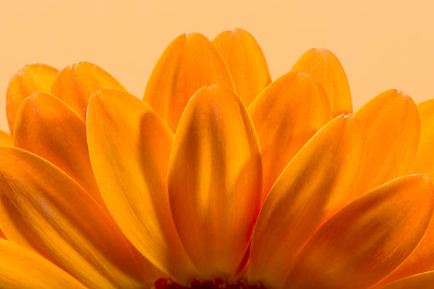 flores flores gerbera. - nature yellow beauty in nature flower head - fotografias e filmes do acervo