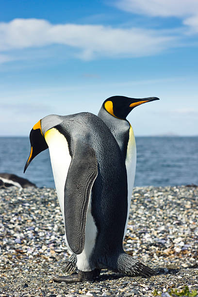 istock two king pinguins near sea 514934476
