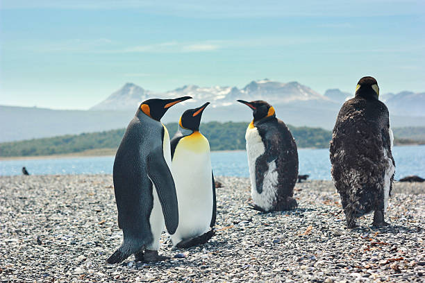 cuatro pinguinos cerca del mar, con cama rey - emperor fotografías e imágenes de stock