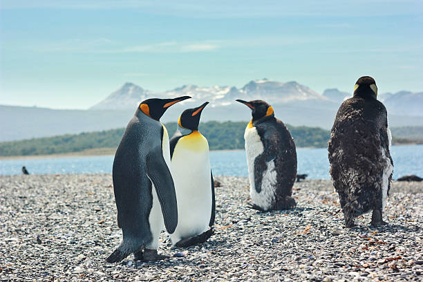 quatre pinguins à proximité de la mer avec très grand lit - empereur photos et images de collection