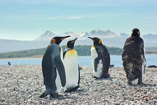 two king pinguins standing near sea and looking on others