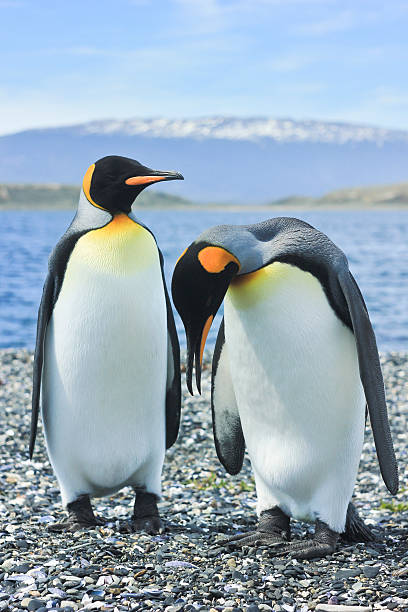 istock two king pinguins near sea 514934548
