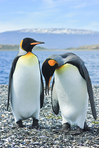 two king pinguins near sea two king pinguins standing near sea and looking on different places, one upset ushuaia stock pictures, royalty-free photos & images