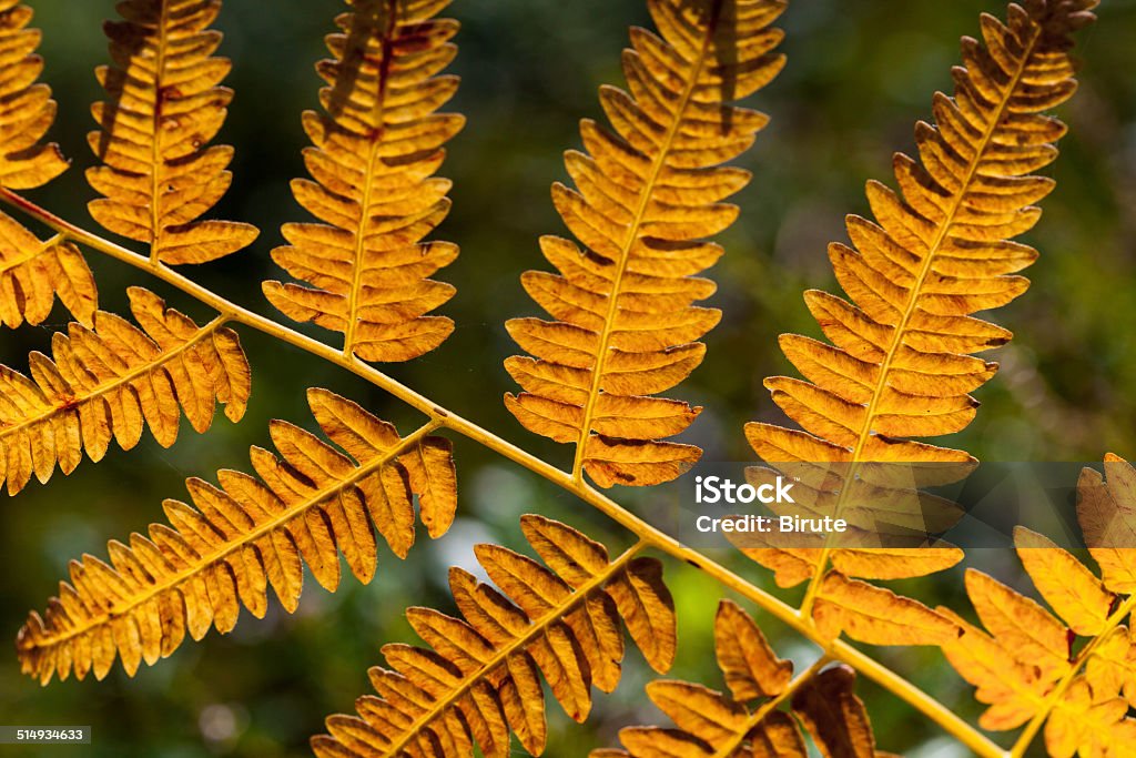 Orange fern leaf Orange fern leaf close up in autumn Autumn Stock Photo