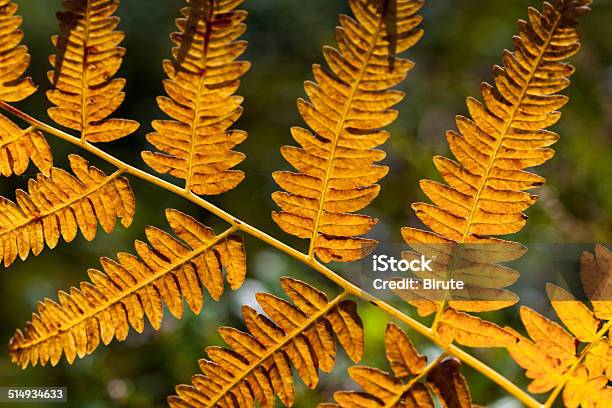 Orange Fern Leaf Stock Photo - Download Image Now - Autumn, Beauty In Nature, Botany