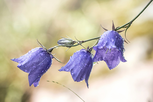Bluebell flower (Campanula persicifolia) wet in the morning after a nights rain, detailed closeup