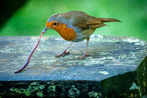 Robin picking up an earthworm