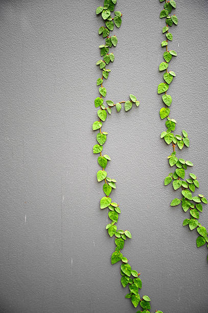 istock The Green Creeper Plant on a Grey Wall 514935573