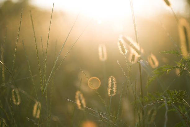 istock Morning in the field 514936185