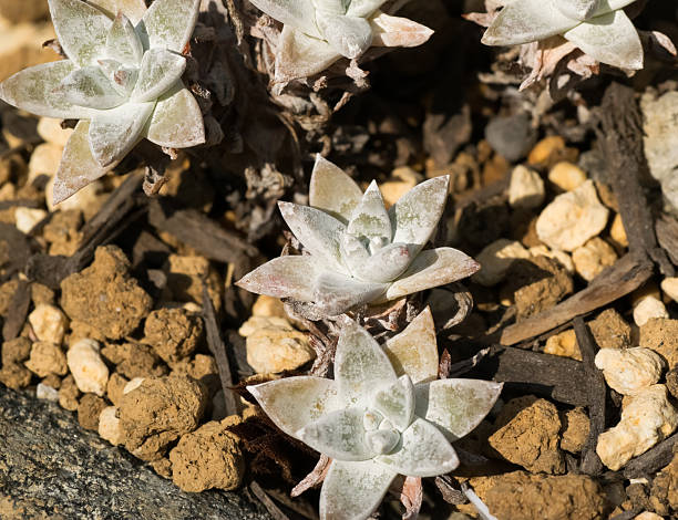 Dudleya greenei 、Crassulaceae ストックフォト