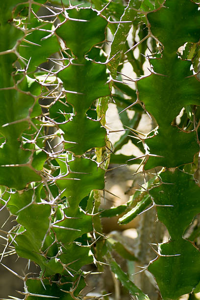 istock Euphorbia angularia, Euphorbiaceae, the eastern United States 514936379